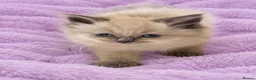 Ragdoll cats for sale: Gorgeous Ragdoll Kittens – Ready To Go!  in Bristol - Advert 9
