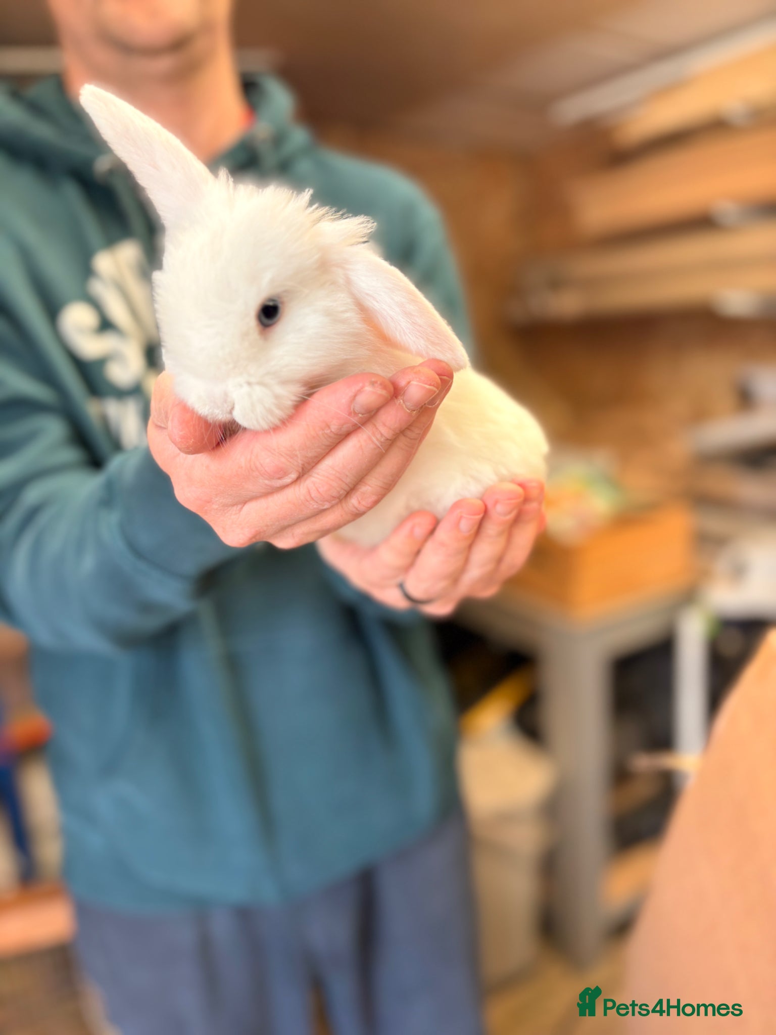 Mini Lop rabbits Gorgeous Mini Lop Bunny Rabbits - Advert 14