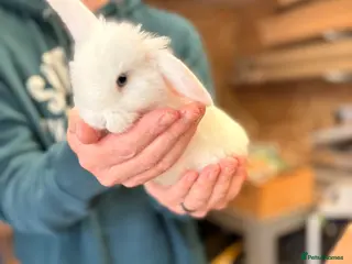 Mini Lop rabbits Gorgeous Mini Lop Bunny Rabbits - Advert 14