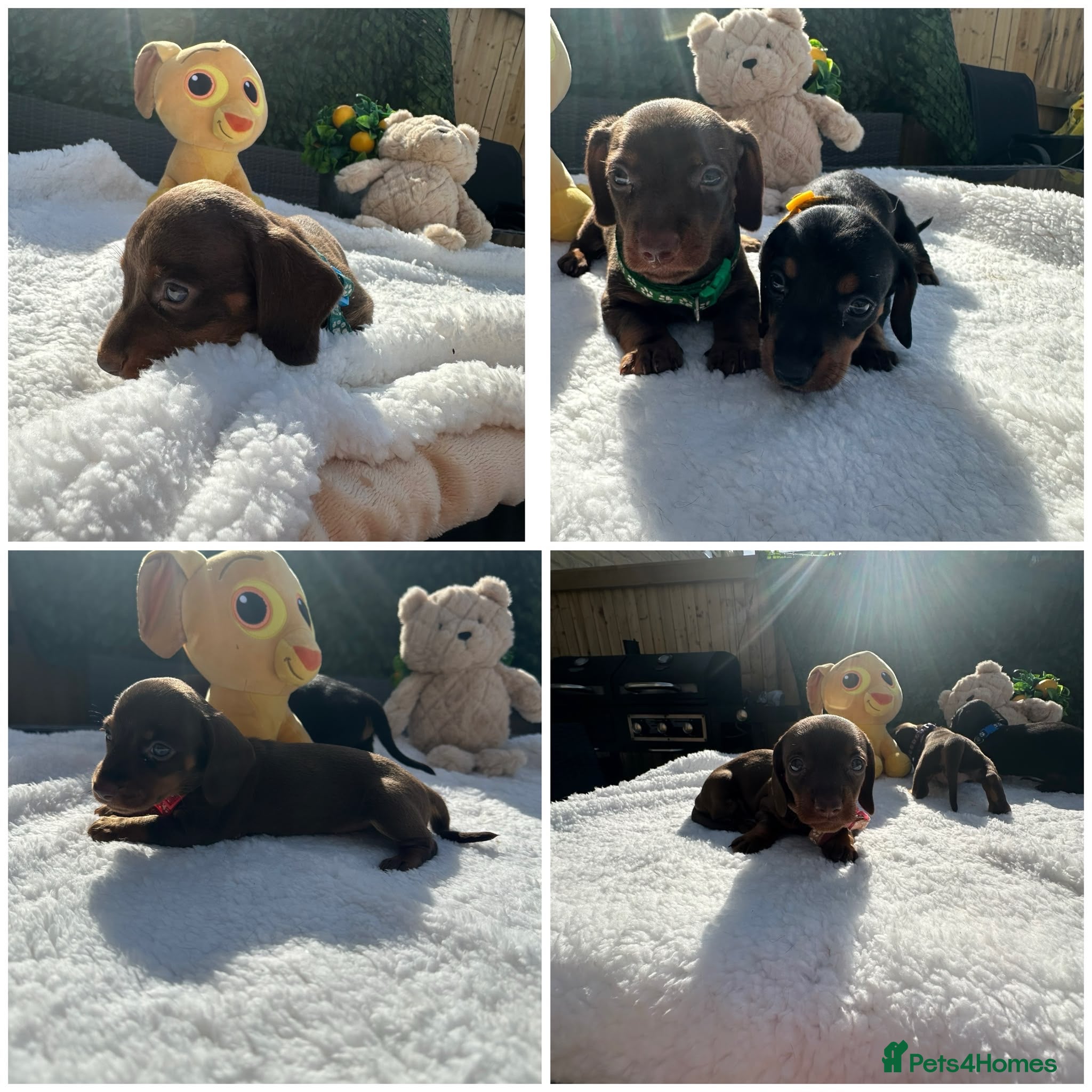 Miniature Dachshund dogs Beautiful Mini Dachshund Puppies 🐶🐾 - Advert 2