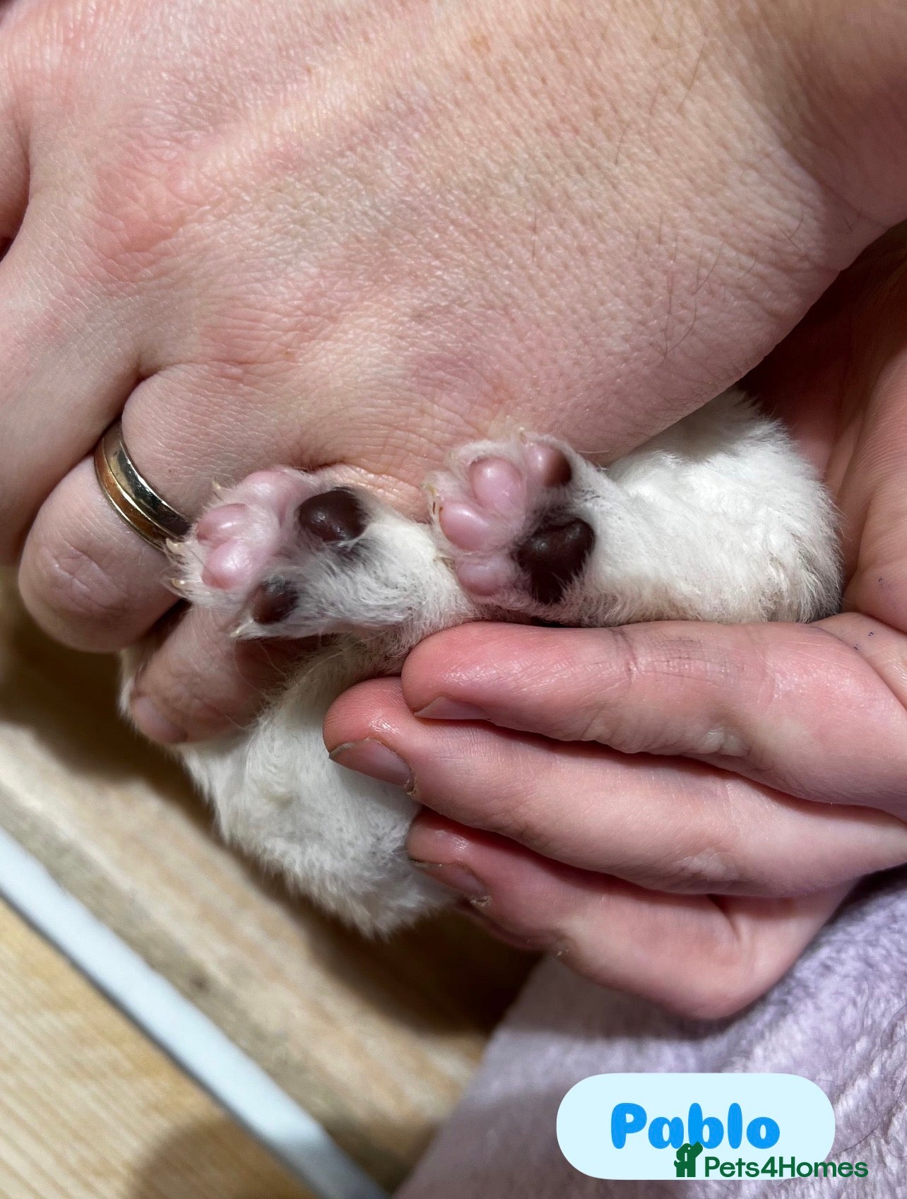 Chihuahua dogs  Long Coat Chihuahua 2 boys left Puppies - Advert 16