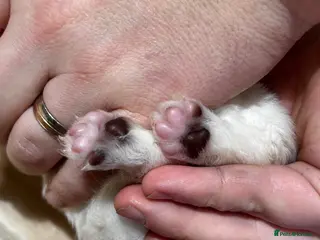 Chihuahua dogs Long Coat Chihuahua 2 boys left Puppies - Advert 16