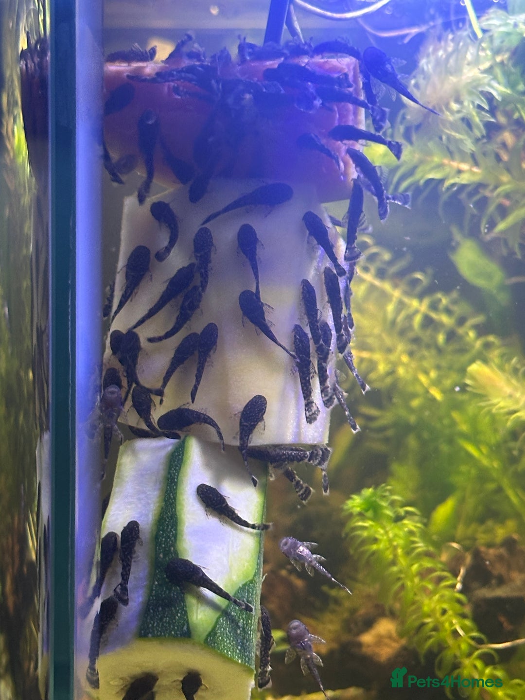 Plecos fish for sale: Baby Bristlenose Plecos for Sale - Available now! - Advert 3