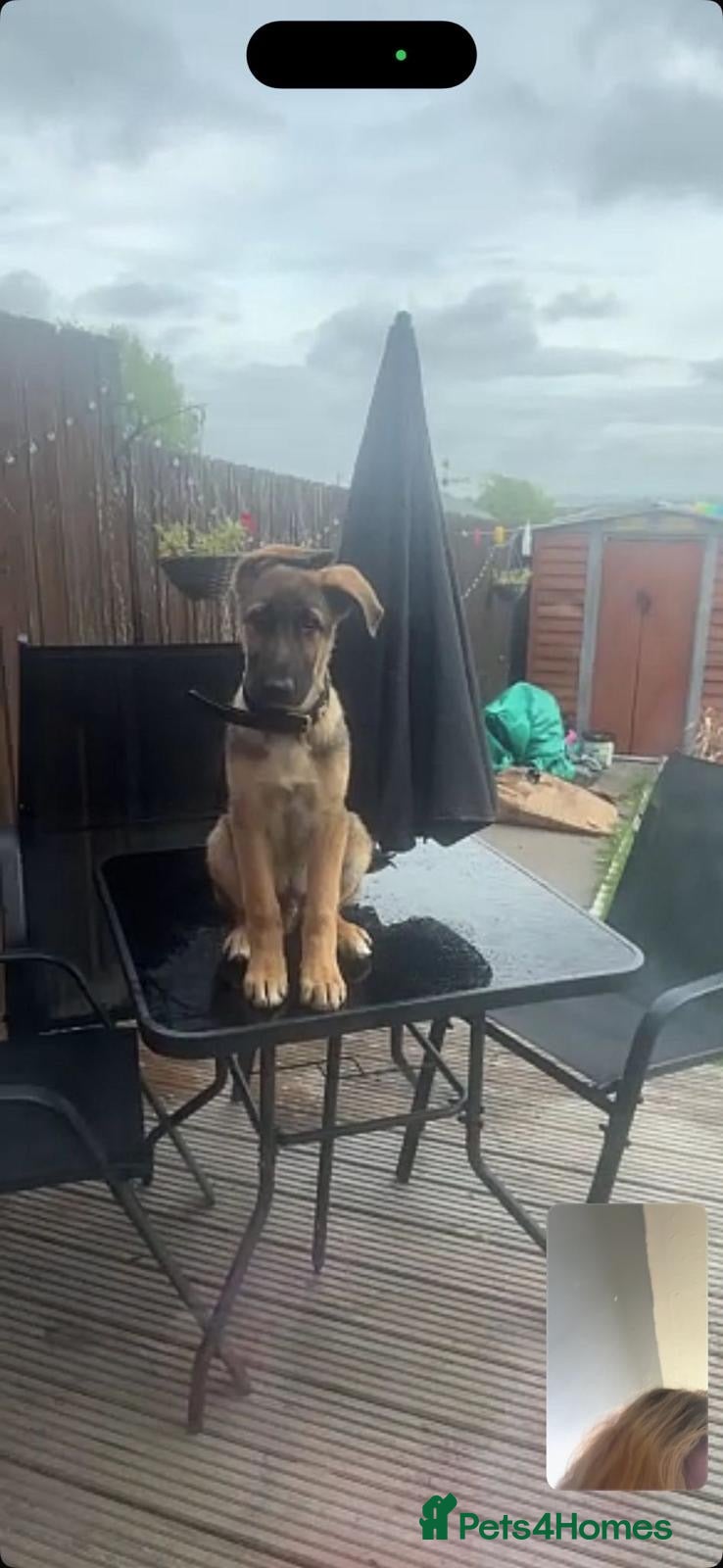 German Shepherd dogs 18 week German shepherd male  - Advert 1
