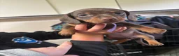 Miniature Dachshund dogs for sale: 2 girls left. Miniature Dachshund KC Puppies!  - Advert 20
