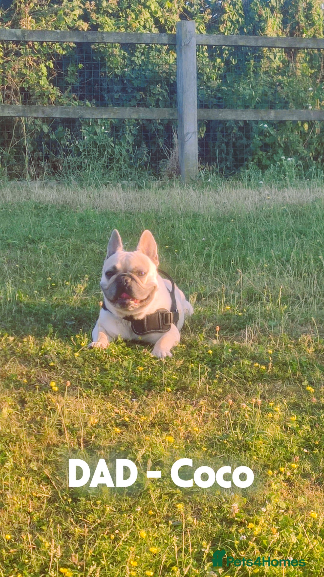 French Bulldog dogs for sale: 3 Girls - 2 Boys Frencbulldog Puppies - Image 13