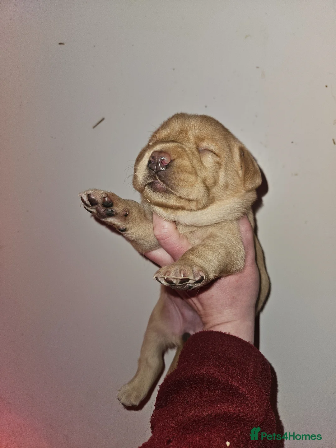Labrador Retriever dogs for sale: Stunning litter of working KC yellow Labradors  - Advert 9