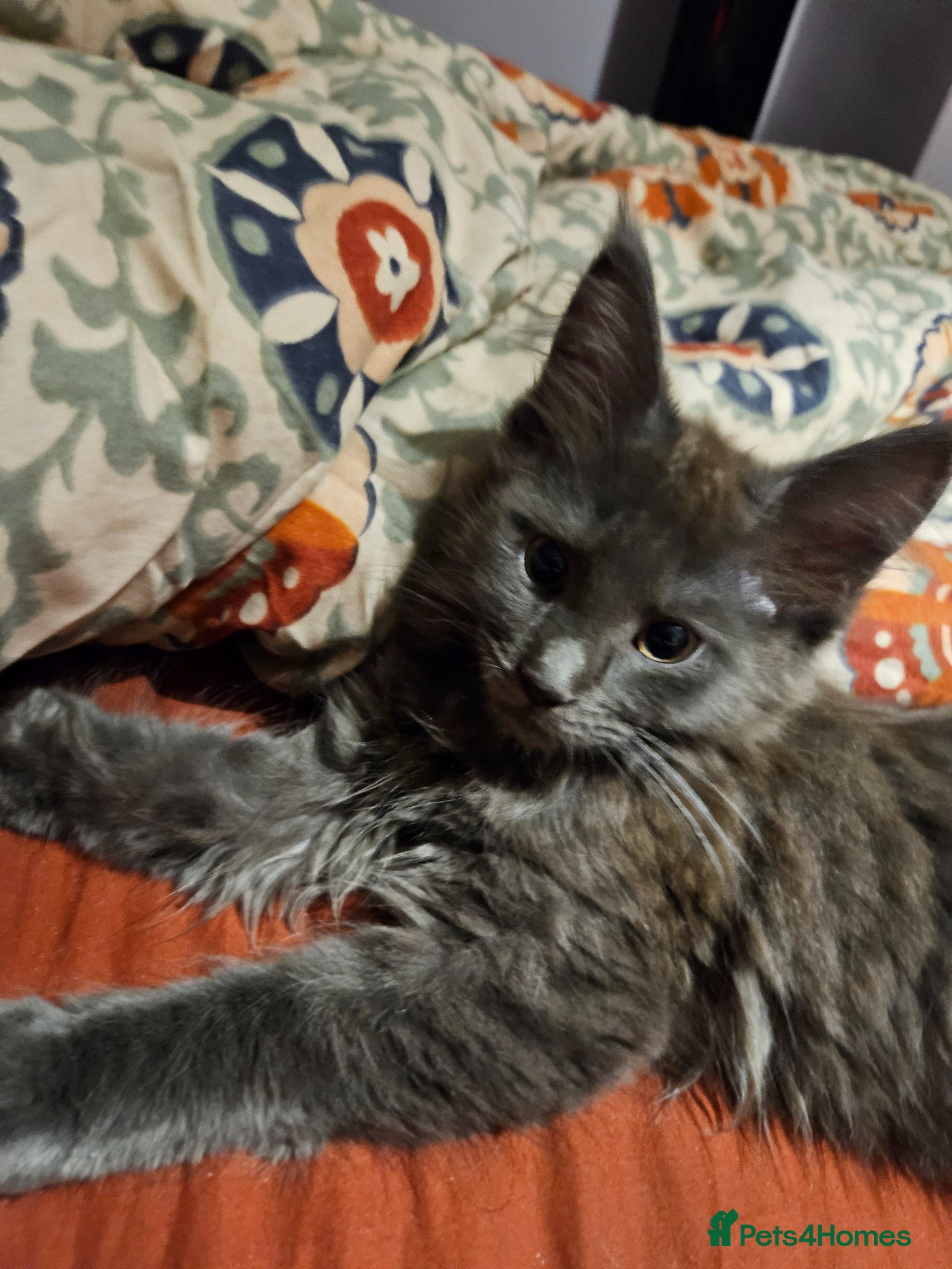 Maine Coon cats **REDUCED** PEDIGREE GCCF MAINE COON LAST ONE  - Advert 5