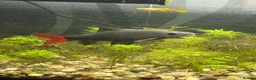 Sharks fish for sale: Redtail shark  - Advert 2