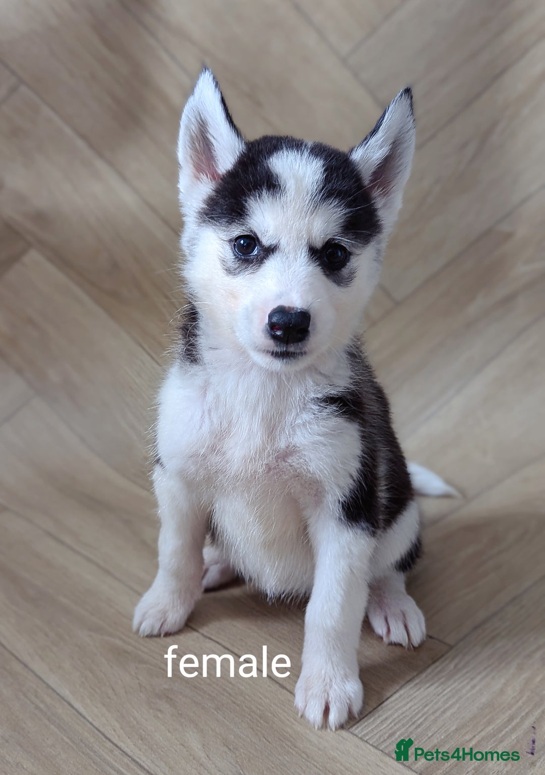 Siberian Husky dogs for sale: Beautiful pure Siberian Husky( last white male) - Image 4