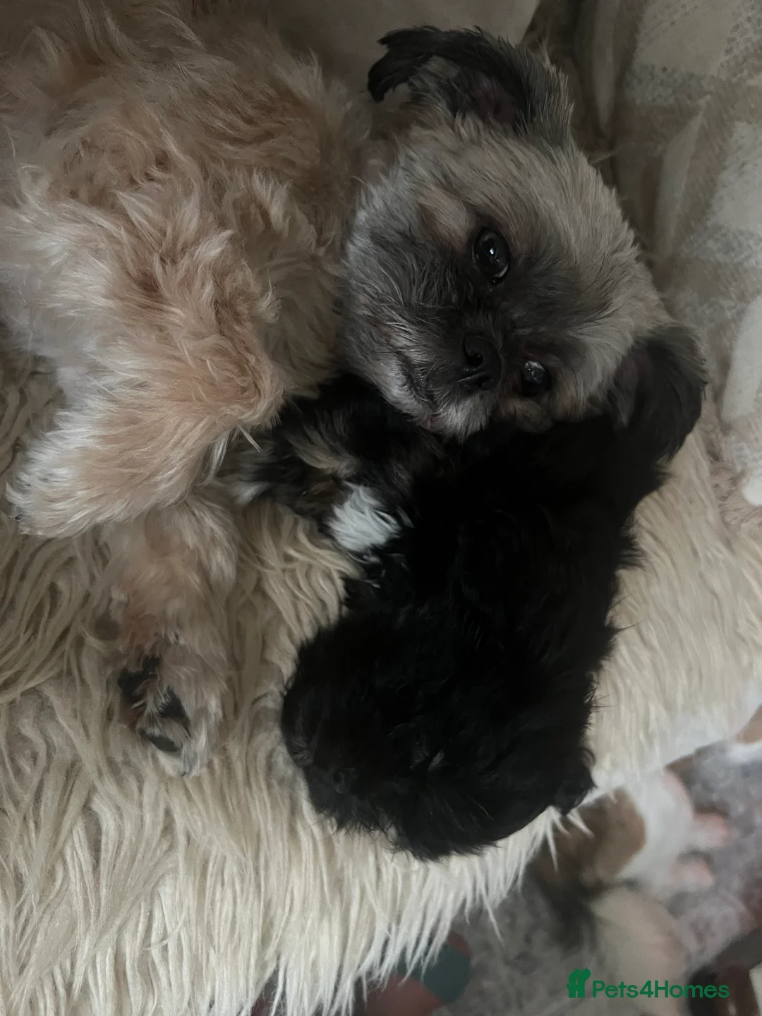 Mixed Breed dogs for sale: Two Beautiful Bea Zhu & Shorkie male puppies in Cowes - Advert 1