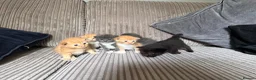 Mixed Breed cats for sale: Half ragdoll kittens  - Advert 24