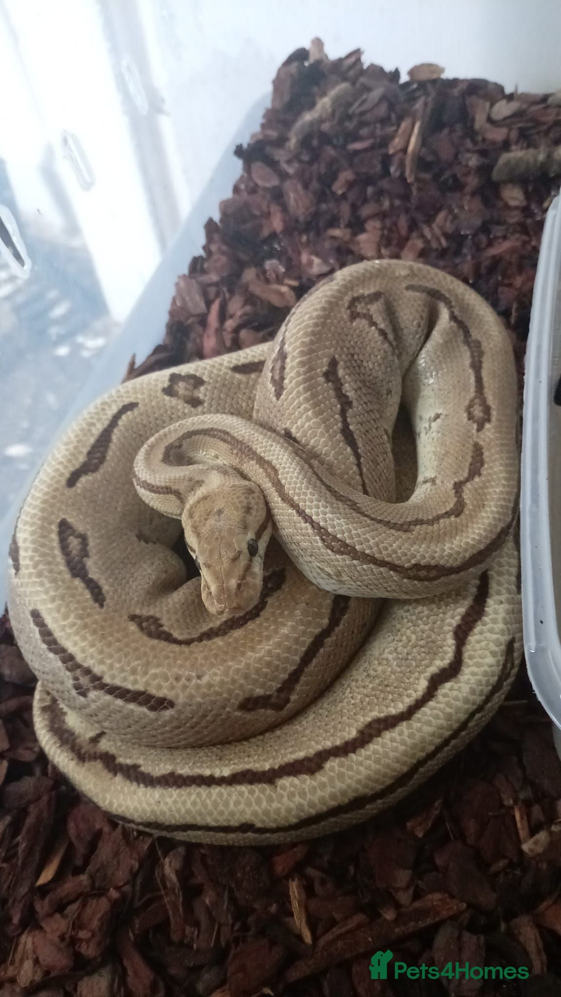 Mixed Breed reptiles Mix job lot selling my sons replites from £40-£900 - Advert 1