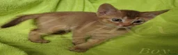 Devon Rex cats for sale: Beautiful Devon Rex x Abyssinian Kittens  - Advert 15