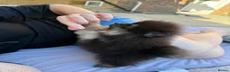 Pomeranian dogs for sale: KC registered & pedigree Pomeranian puppy in Havant - Advert 18