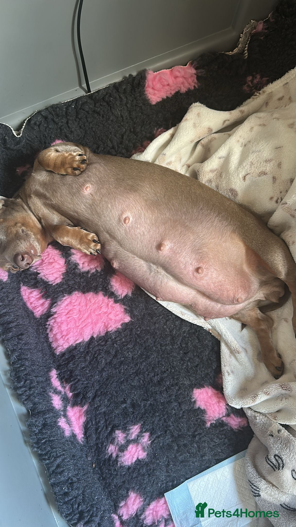 Miniature Dachshund dogs 5 Isabella and Tan puppies ready to go 10th July - Advert 2