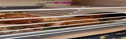 Guinea Pig rodents for sale: 2 female guinea pigs  in Cardiff - Advert 1