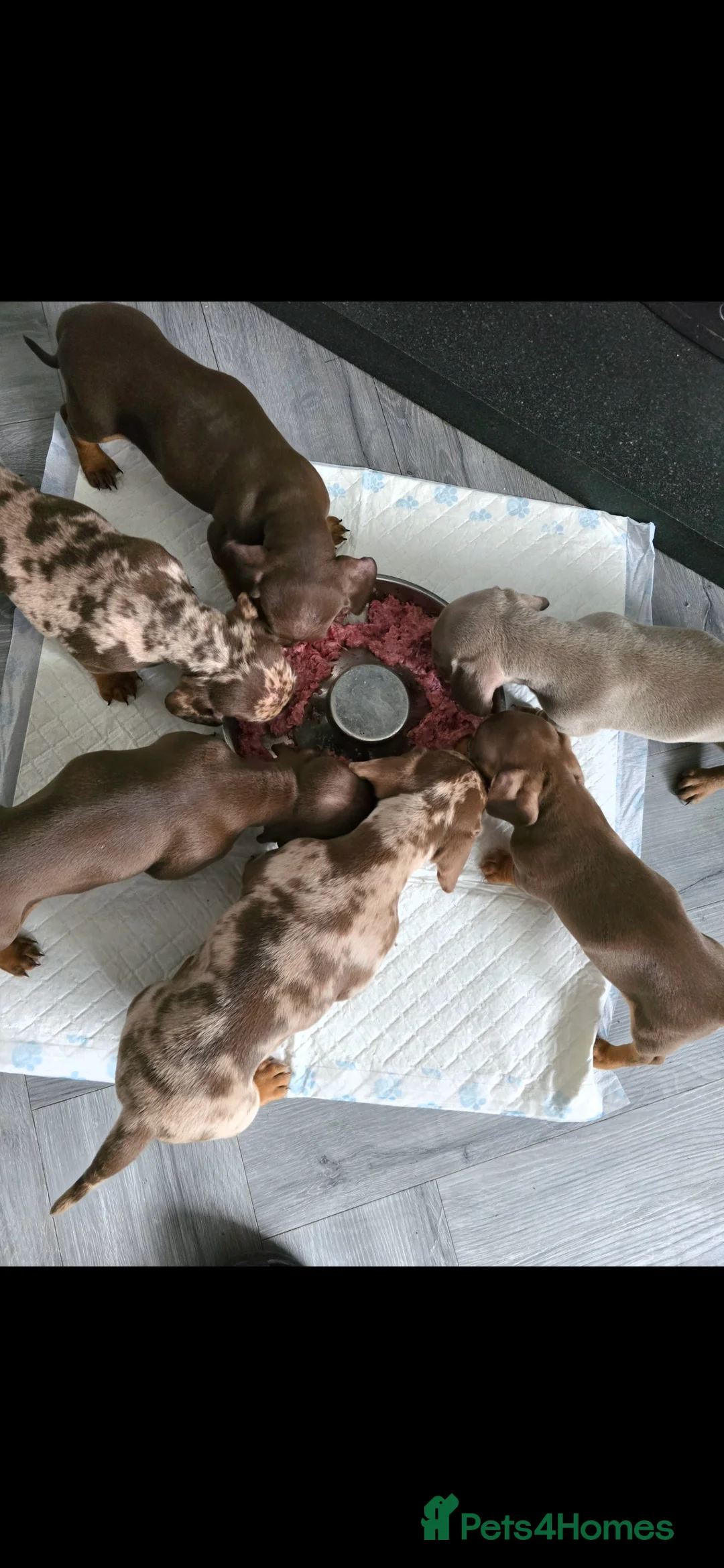 Dachshund dogs for sale: Dashhound puppies LAST BOY - Advert 1
