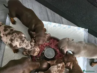 Dachshund dogs Dashhound puppies - Advert 10