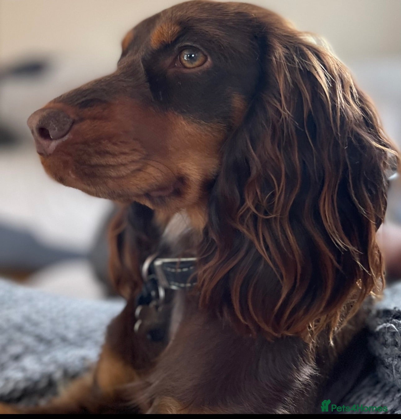 Cocker Spaniel dogs Beautiful working cocker spaniel s  - Advert 1
