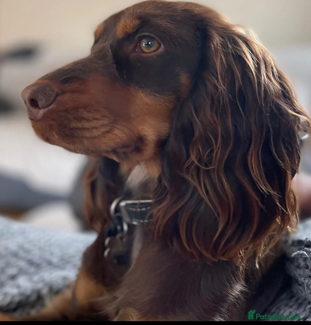Cocker Spaniel dogs for sale: Beautiful working cocker spaniel s  in Chester - Advert 1