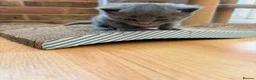 Mixed Breed cats for sale: Two Fluffy Boys Looking for Their Forever Homes - Advert 6