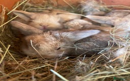 Mini Lop rabbits for sale: Gorgeous mini lop bunnies - Image 6