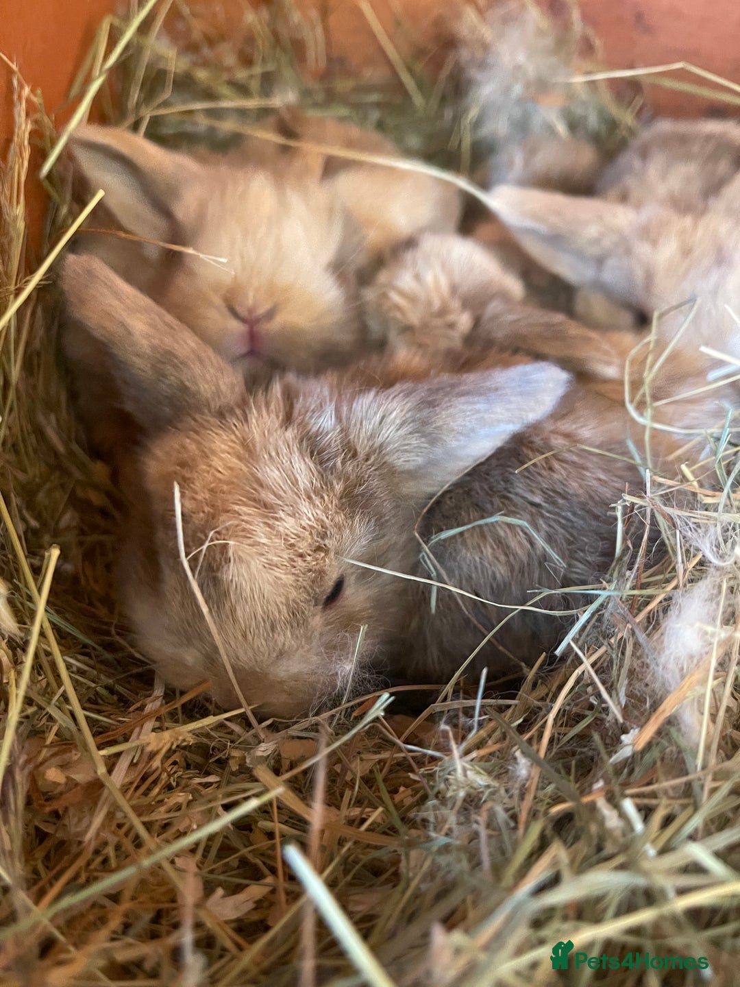 Mini Lop rabbits for sale: Gorgeous mini lop bunnies - Image 6