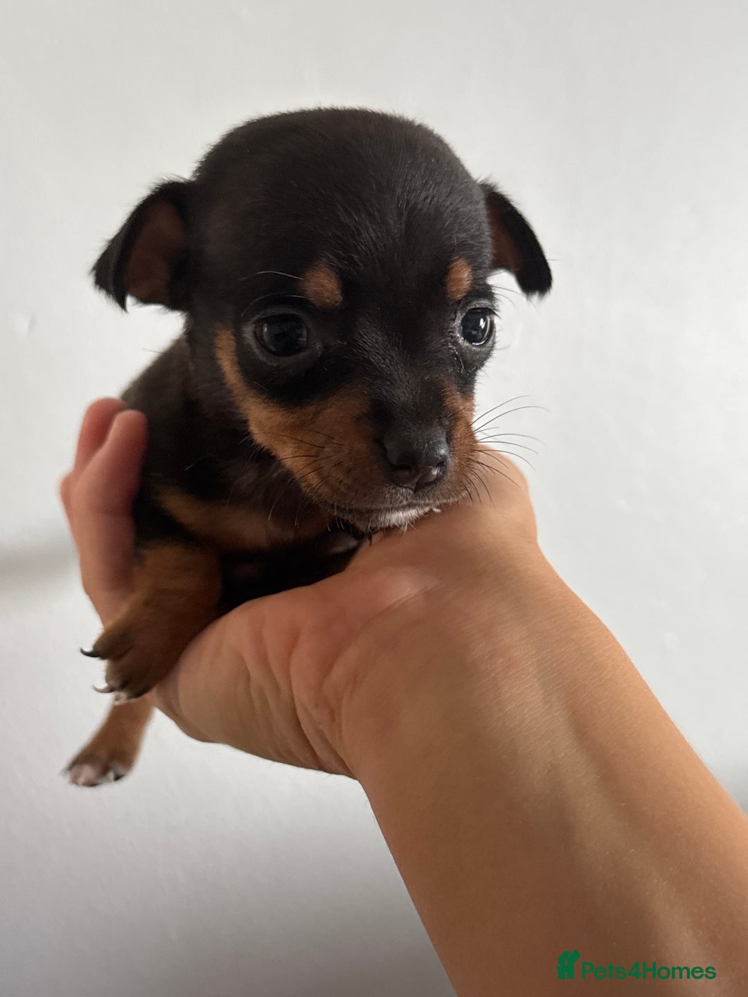 Jack Russell dogs for sale: 9 Jack Russel merles - Image 15