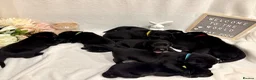 Labrador Retriever dogs for sale: Gorgeous Black Labrador Puppies  in Banstead - Advert 24