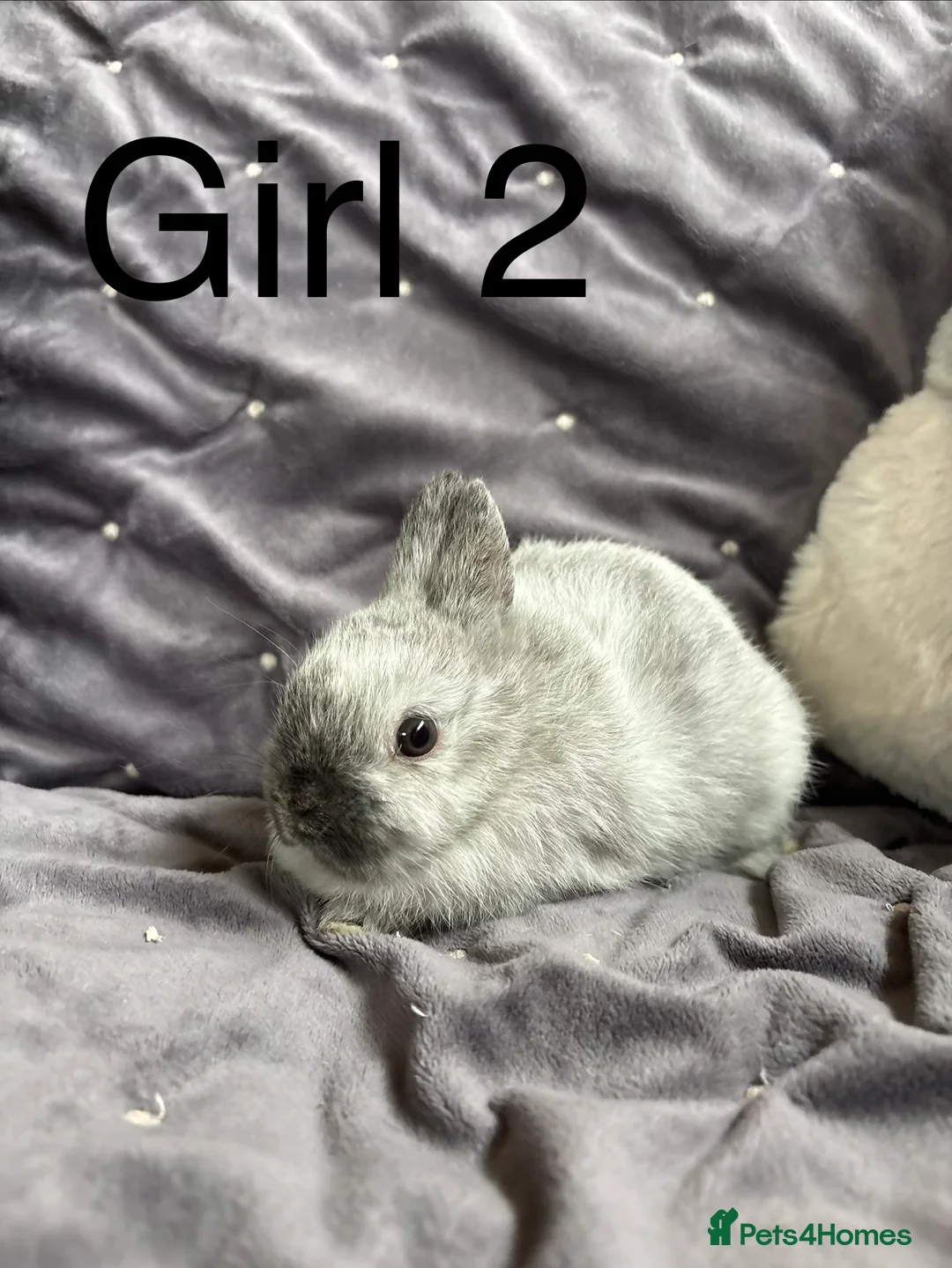 Netherland Dwarf rabbits for sale: Pure bred Netherland Dwarfs (vaccinated) - Advert 5