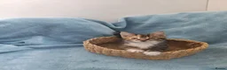 Mixed Breed cats for sale: Beautiful Kittens Videos in Barnsley - Advert 36