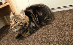 Maine Coon cats for sale: Maine Coone - Image 1