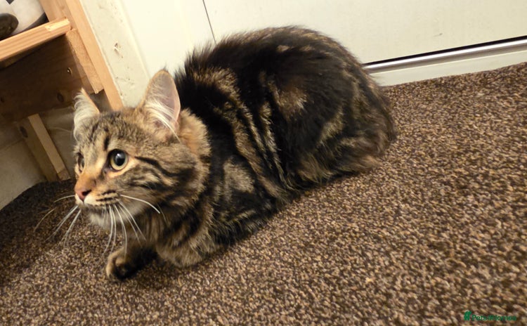 Maine Coon cats - Advert 3