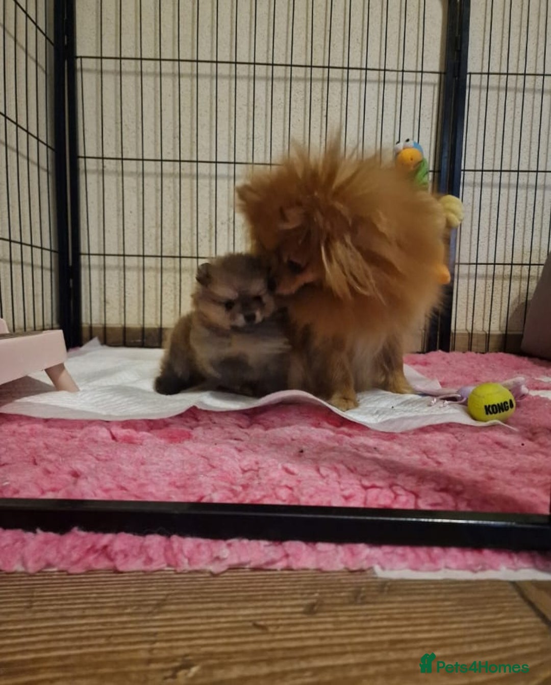 Pomeranian dogs for sale: Beautiful Pomeranian male puppy FCI registered - Advert 2