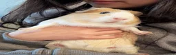 Guinea Pig rodents for sale: Two guinea pigs finding a new home - Advert 9