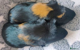 Guinea Pig rodents for sale: Pairs of Sows - Happy, Healthy, Friendly Sows - Image 9