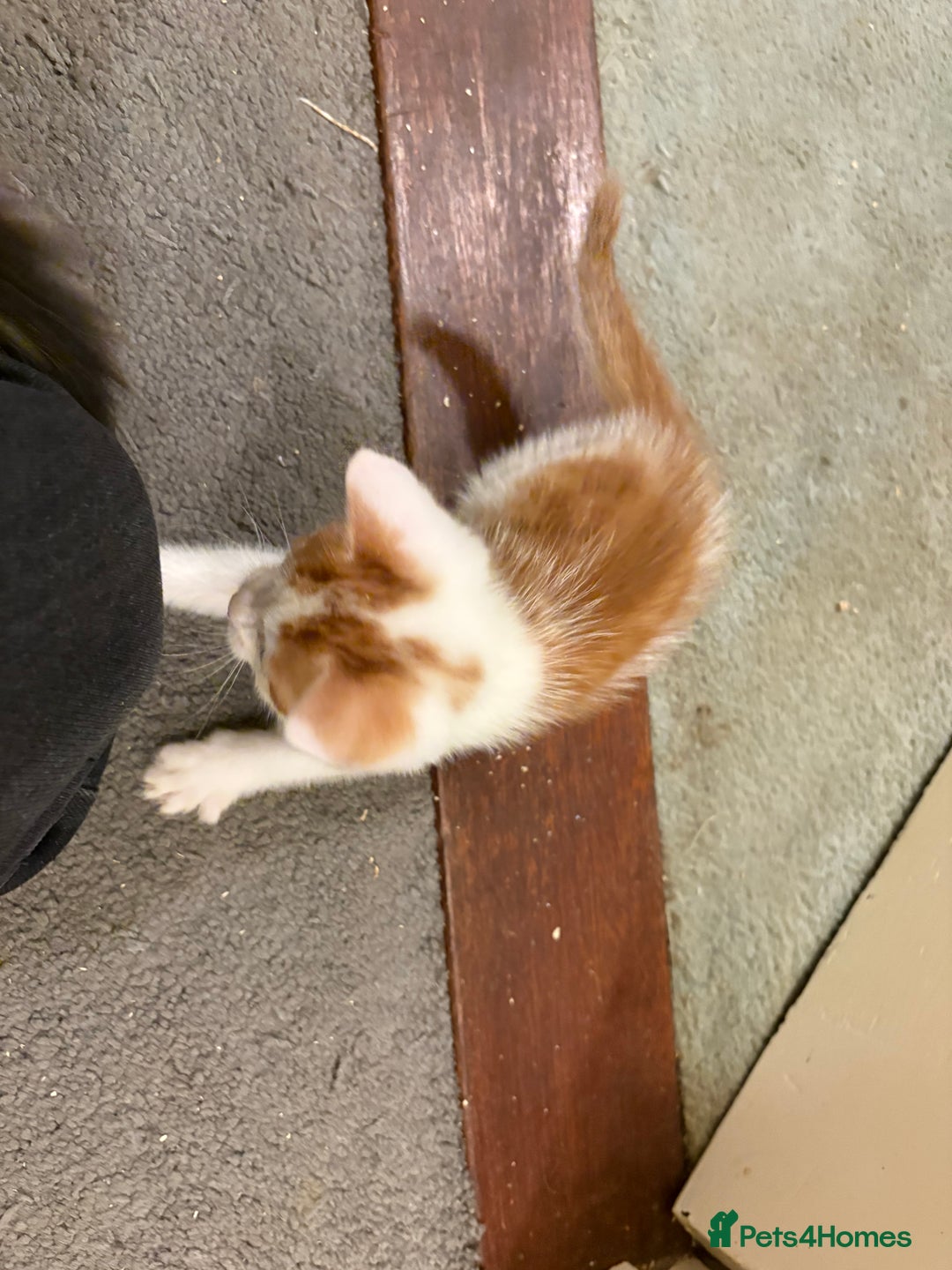 Domestic Shorthair cats for sale: Domestic Shorthairs - 6 Left - Advert 33