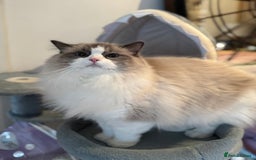 Ragdoll cats for sale: Ragdoll adult  Tica  - Image 17