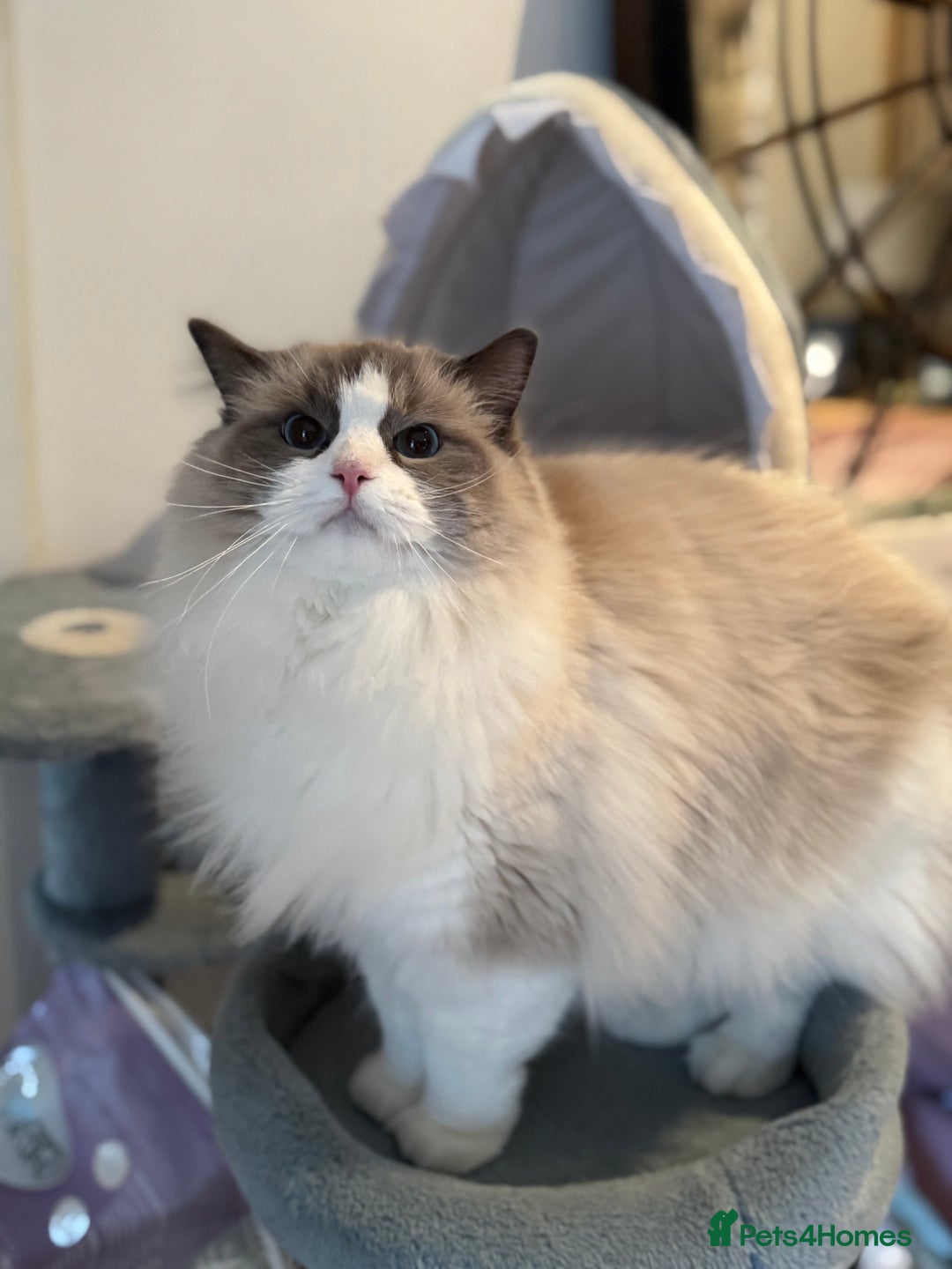 Ragdoll cats for sale: Ragdoll adult  Tica  - Image 17