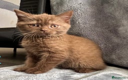 British Shorthair cats for sale: Champion Line British Shorthair Kittens - Image 9