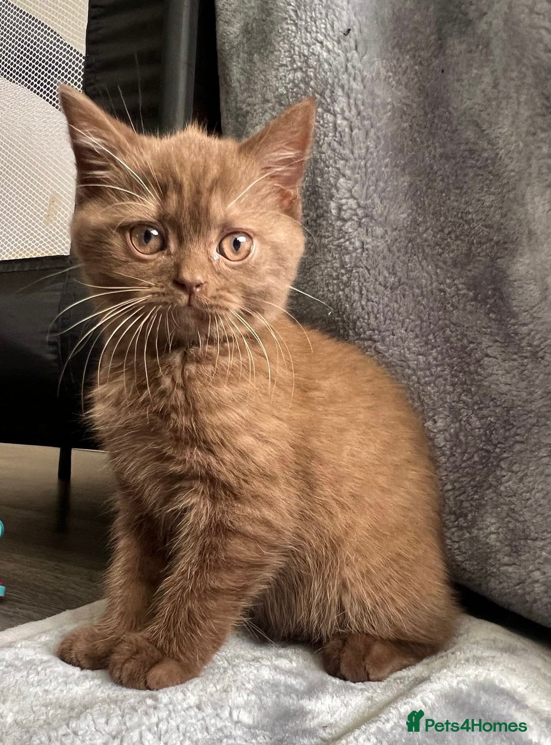 British Shorthair cats for sale: Champion Line British Shorthair Kittens - Image 9