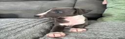 Whippet dogs for sale: The most precious! Kc wippets 🐶 boys & girls   - Advert 5