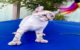 Keetso cats for sale: Wild looking polydactyl curled eared snow leopard  - Image 13
