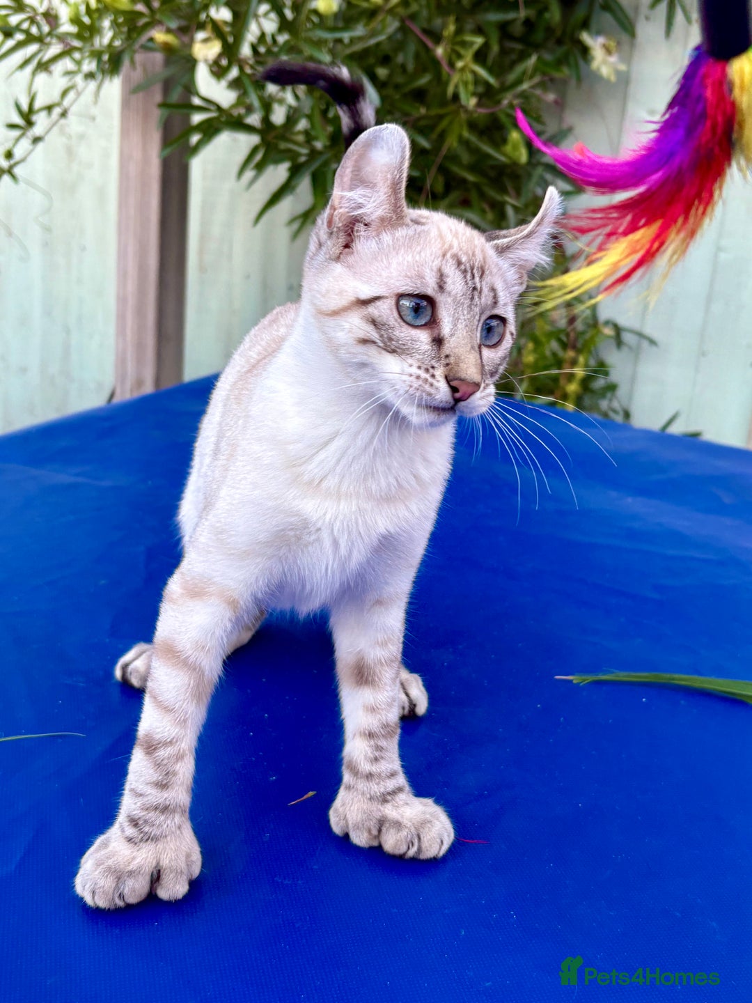 Keetso cats for sale: Wild looking polydactyl curled eared snow leopard  - Image 13