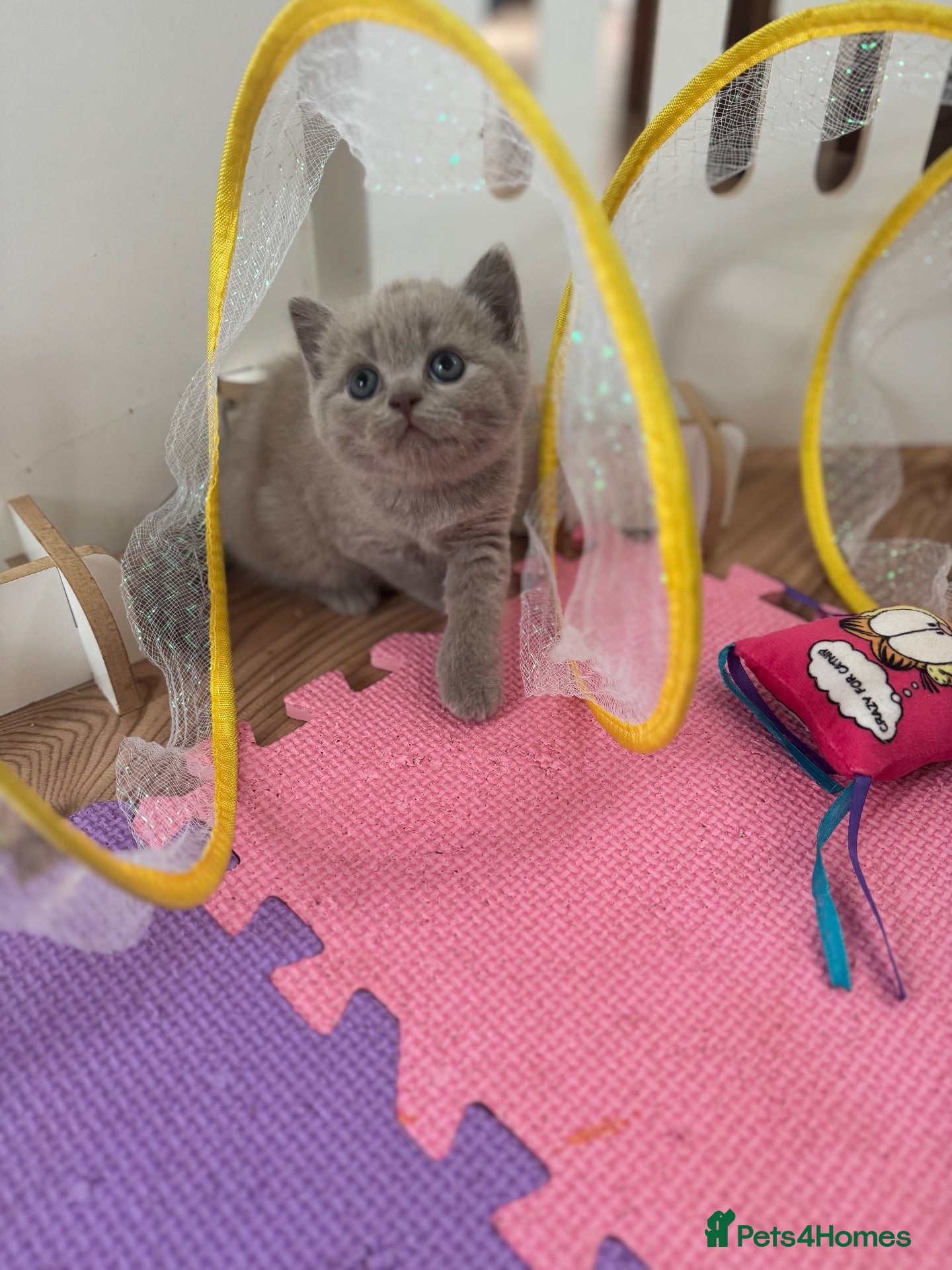 British Shorthair cats 🧡✅BSH red and lilac 💜Tica reg  - Advert 1