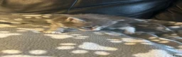 Mixed Breed cats for sale: 5 beautiful kittens ready to go 17th Nov - Advert 4