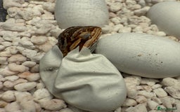 Bearded Dragon reptiles for sale: SUPER RED baby and Red Monster Bearded dragons! - Image 5