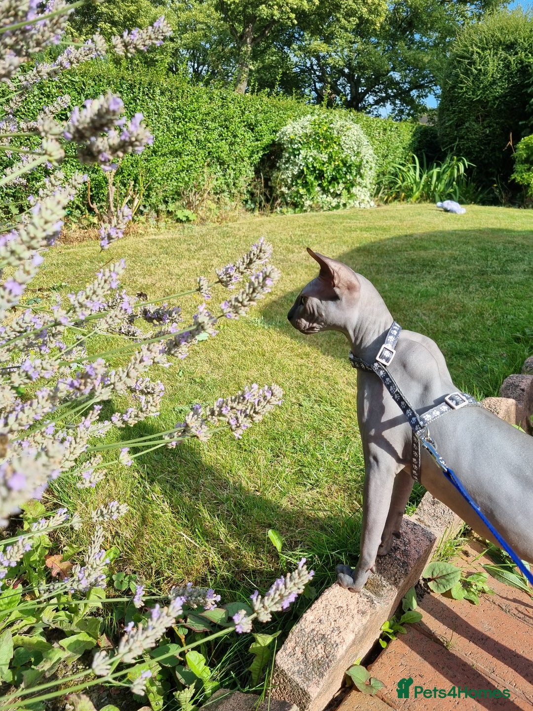 Sphynx cats for sale: Sphynx kitten for loving home  in Stoke-on-Trent - Image 15