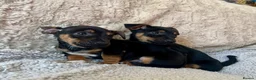 Jack Russell dogs for sale: Jack Russell Puppies - Advert 5